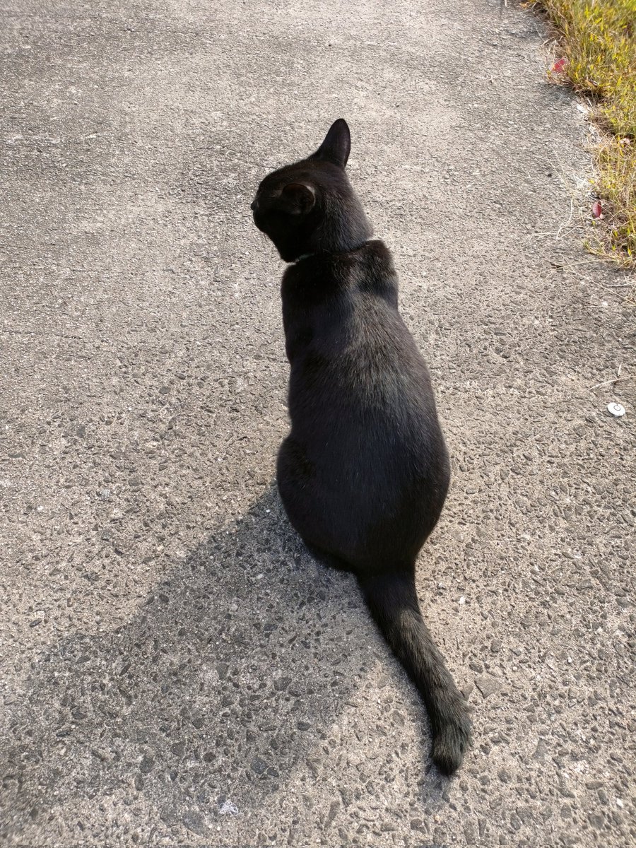 I♥️黒猫シルエット😍