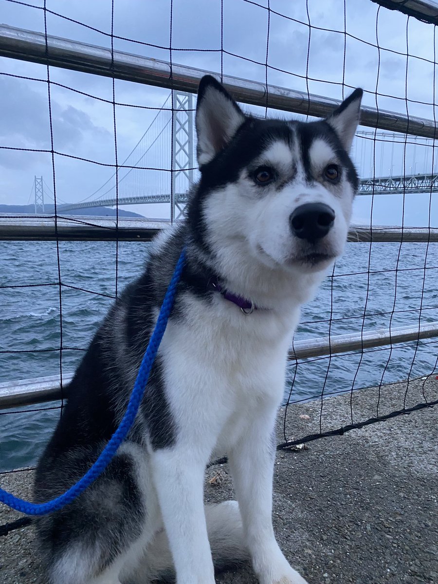 UhCtOkfy0PMyHoe's tweet photo. #迷子犬 #犬 #大阪府 #守口市 #金田町 #ハスキー #シベリアンハスキー

10/15日18:40頃
散歩中に逃走しました。
水色の首輪しています。
警察にも届け済です。

目撃などあれば御協力お願い致します。
シベリアンハスキー1歳♂(去勢済) https://t.co/zarVI6rig2