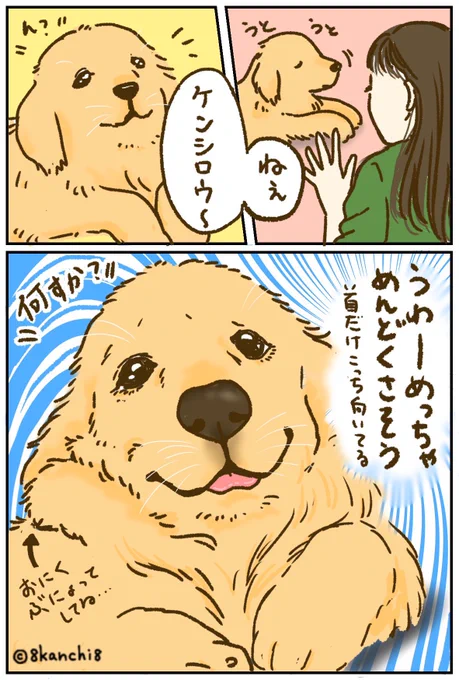 たまに雑な対応のときあるよね🐶

#ゴールデンレトリバー
#犬のイラスト 