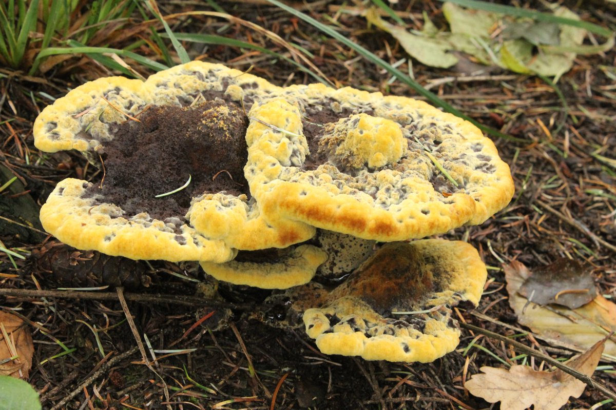 JiscaDijk's tweet photo. @RichardRunhills I always stop for a "dennenvoetzwam"
= #PHaeolus schweinitzii https://t.co/Z8tJIi7Xkw