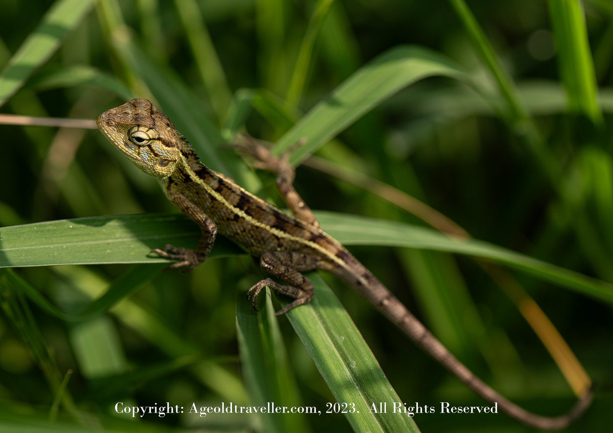 ageoldtraveller's tweet photo. Garden Lizard
#ನಿರಂತರಪಯಣಿಗ #ageoldtraveller #nikonphotography #nikon #incredibleindia #incrediblekarnataka #lizard #reptile #reptiles #reptilesofinstagram #lizardsofinstagram #lizards #reptilelover #nature #animals #pet #wildlife #animal #lizardlover #reptilelove #gardenlizard https://t.co/LB4jrMgNjI