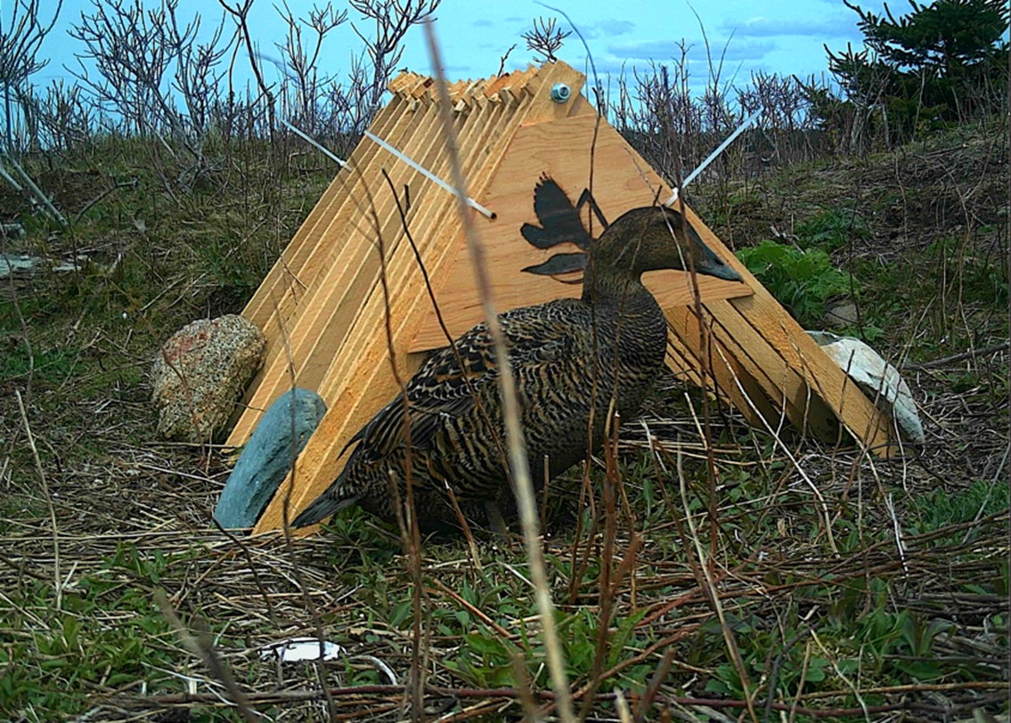 Just out in Northeastern Naturalist! Led by @KristenNoel97 , and collaborating with @NS_DNRR and @USainteAnne 's Shawn Craik, we show the preliminary results of a practical nest shelter for common #eiders #ducks #waterfowl bioone.org/journals/north…