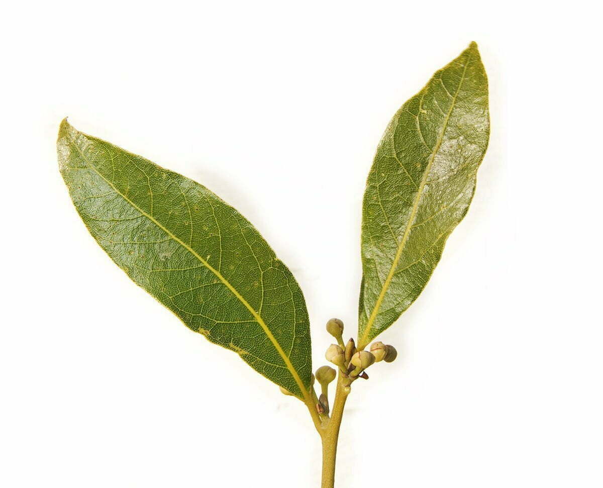 ApproBitCom's tweet photo. BAY LAUREL essential oil - https://t.co/hxd3ipyZlH #analgesic #Anti-infectious #antibacterial #Antiseptic #bay #baylaurel #candida #expectorant #geranium #influenza #leaves #pectoral #rheumatism #teatree #thymelinalol https://t.co/lf0FEPkDfg