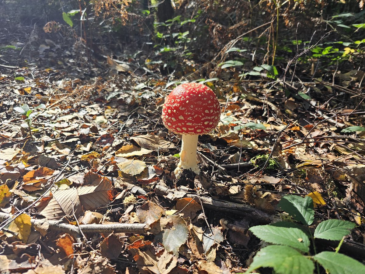 Toad stool 🍄🍄 found <a href="/BedgeburyP/">Bedgebury Pinetum - Forestry England</a> on the cake run 🚲 🚵‍♂️