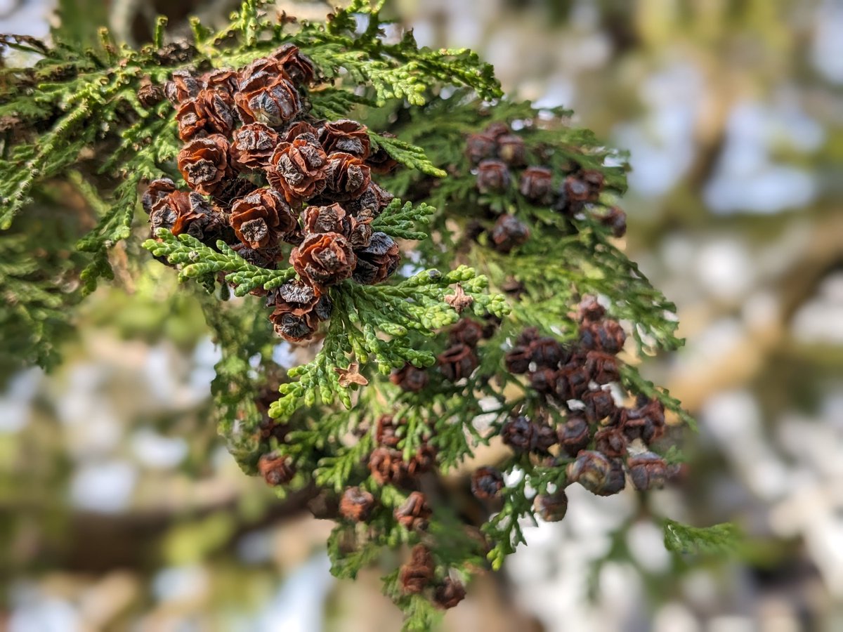 suecartwright's tweet image. Nature's fruits are everywhere; on the ground, in hedgerows and trees; these tiny pine cones, miniature swirls; bring seeds and life, and pleasure to me. #pine #cones #tree #nature #fruits #love #life #joy #autumn #harvest