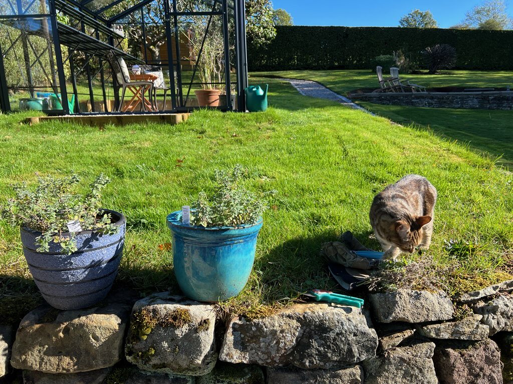 PoppyMollyandS1's tweet photo. Weโve busy supawvising dad with the green house and grubs as well as a FAB & FUR #Hedgewatch pawtrol. Itโs a beautiful autumn day- enjoy everyone. #CatsOfTwitter #catjobs ๐ป๐๐พ๐๐โ๏ธ https://t.co/VUbTP6evjt