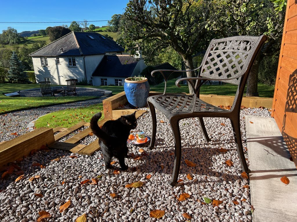 PoppyMollyandS1's tweet photo. Weโve busy supawvising dad with the green house and grubs as well as a FAB & FUR #Hedgewatch pawtrol. Itโs a beautiful autumn day- enjoy everyone. #CatsOfTwitter #catjobs ๐ป๐๐พ๐๐โ๏ธ https://t.co/VUbTP6evjt