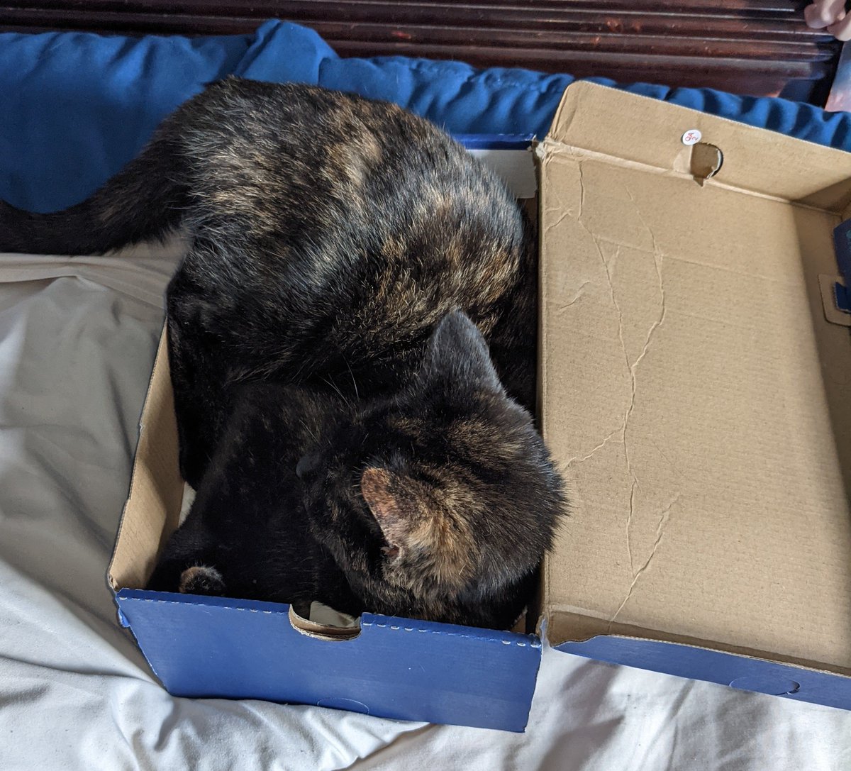 JayFundling's tweet photo. @Limon33 @GailSimone Adorable!  Her identical twin lives in my house https://t.co/lSuNhDXZTs