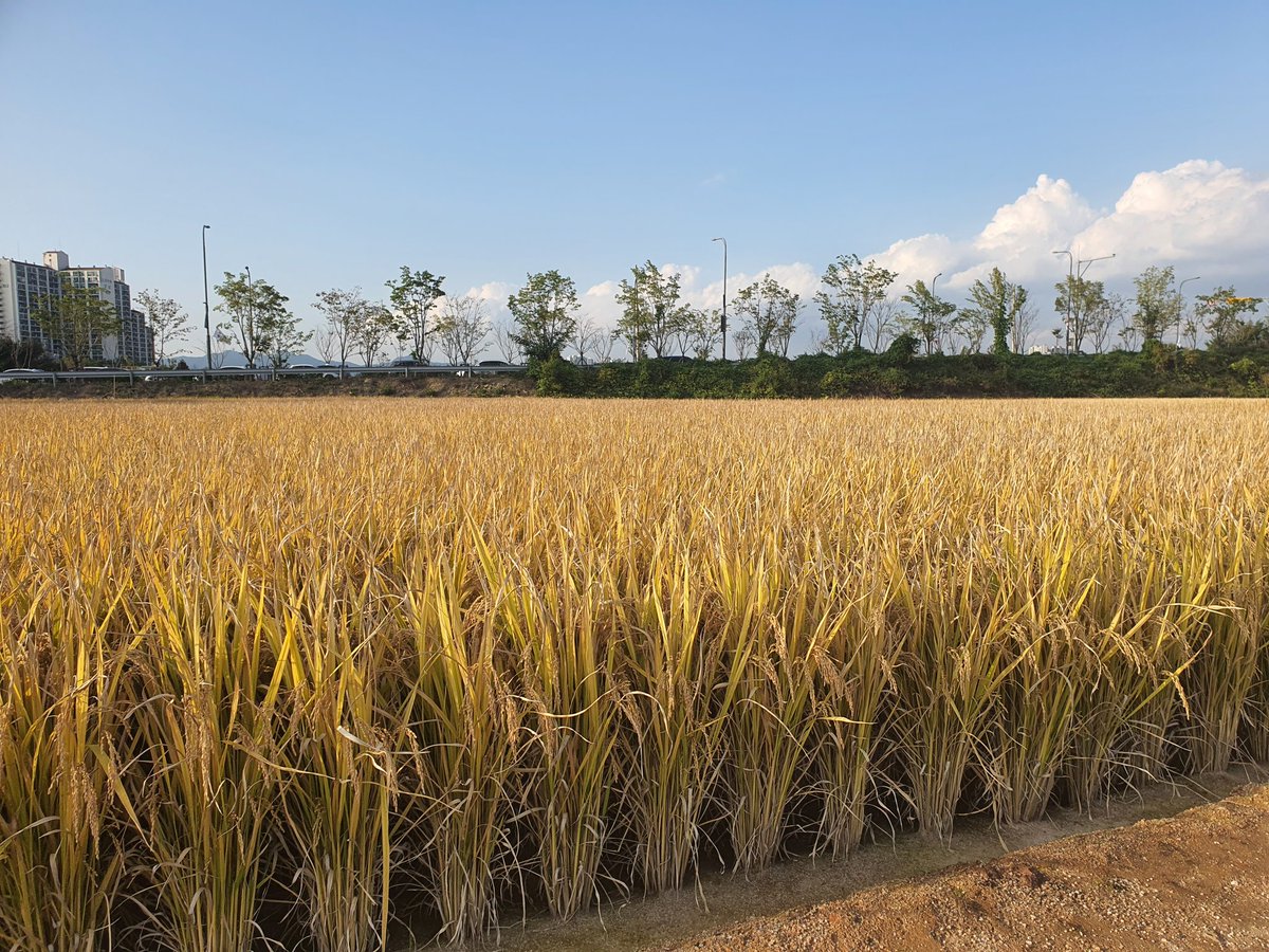 Physics_Budhi's tweet photo. Farming !
#suwon #ChalteChalte https://t.co/ObXBG37AG3