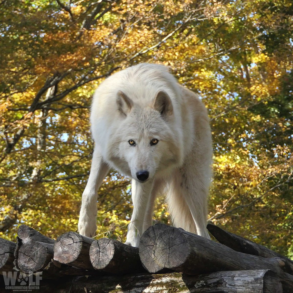 nywolforg's tweet photo. National #WolfAwarenessWeek begins today!
Wolves have long been shrouded in myth + superstition, so this week provides an opportunity to open the door to understanding the importance + plight of the keystone species. 🐺 https://t.co/rMVMhHeXDy