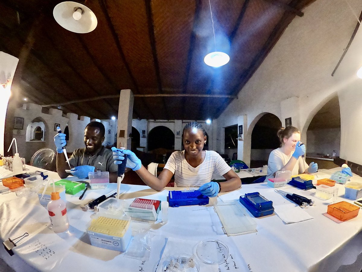 Gels are loaded at the field school after sunset, never mind daily outages of pre-payed power, or the small ant family which moved into the transilluminator 😁🐜🐜🐜🐜 <a href="/geobiodiversity/">Senckenberg Research</a>
@minipcr
<a href="/VolkswagenSt/">VolkswagenStiftung</a>
<a href="/uni_tue/">Universität Tübingen</a>
⁦<a href="/jlugiessen/">Universität Gießen</a>⁩