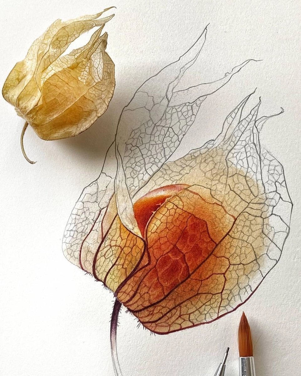 ivanik_oksana's tweet photo. Watercolour by svetlana_lanse https://t.co/Az249jQngd