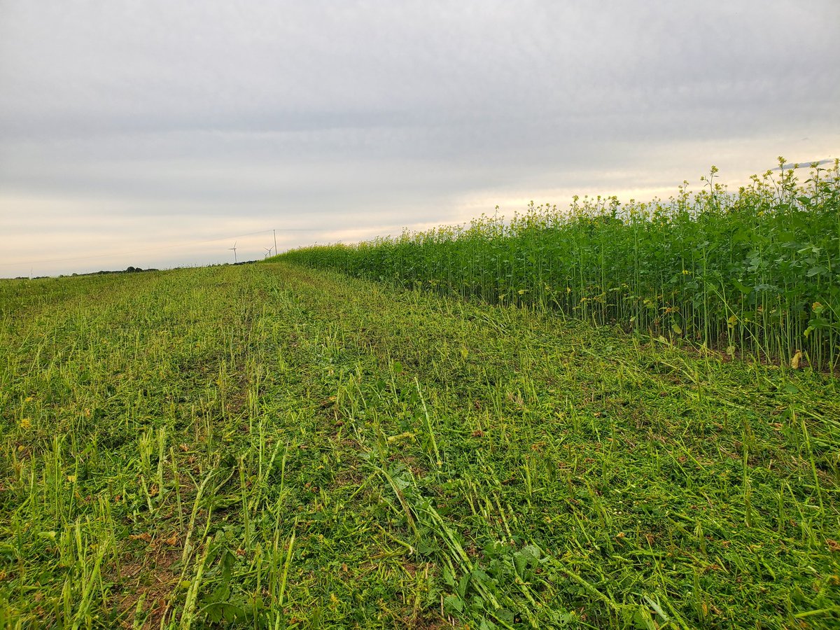 keffRV's tweet image. Broyage des #couverts courts  ce week-end.  Interculture d été: #chia entre #pois et blé moutarde brune et blanche  🍀 entre #blé et #orge. Que de bénéfices !💪 #carbone
#couvertsvegetaux @EuredenGroup