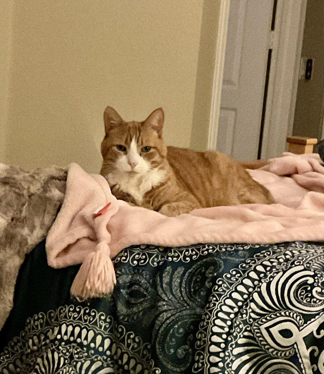 harlequinnbest1's tweet photo. This is my brother Becks. He was just diagnosed with cancer.
#CancerCanFluffOff
#CatsOfTwitter https://t.co/xcV3vImcgV