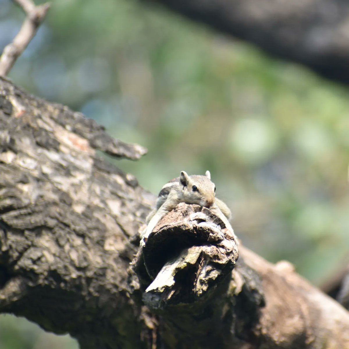 Dpsairy's tweet photo. I am resting don't disturb me.
Location:- New Delhi, India.

#Squirrels #squirrel #SquirrelScrolling #animals https://t.co/lHUNpzGOem