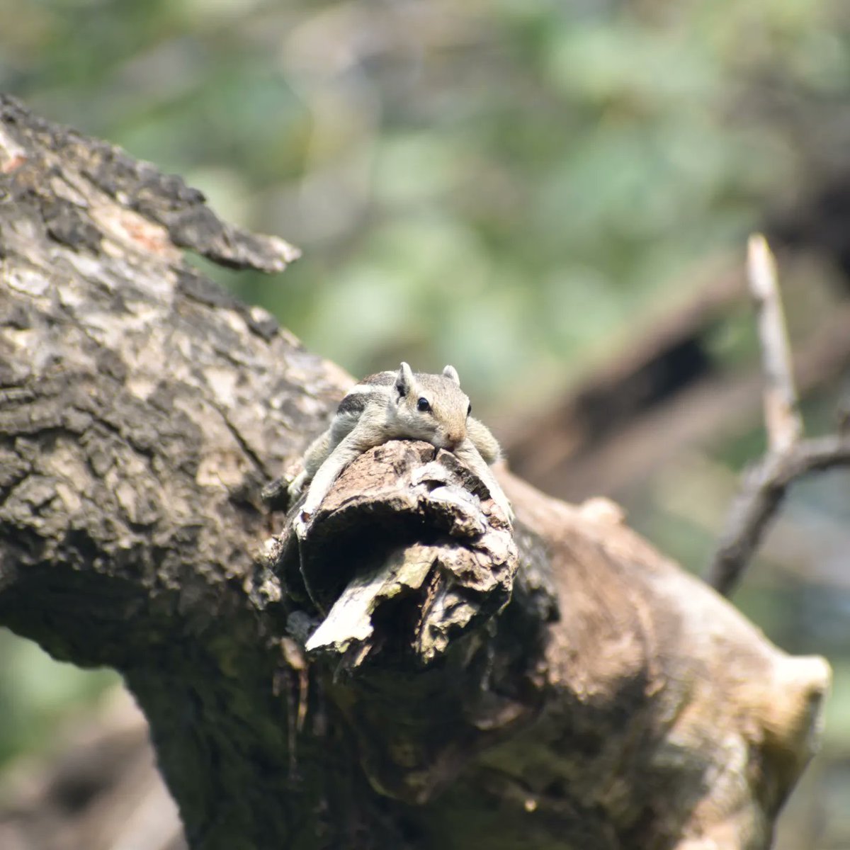 Dpsairy's tweet photo. I am resting don't disturb me.
Location:- New Delhi, India.

#Squirrels #squirrel #SquirrelScrolling #animals https://t.co/lHUNpzGOem