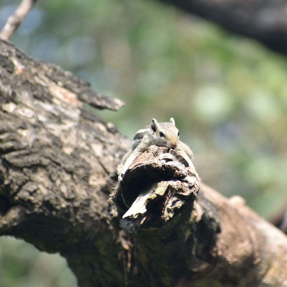 Dpsairy's tweet photo. I am resting don't disturb me.
Location:- New Delhi, India.

#Squirrels #squirrel #SquirrelScrolling #animals https://t.co/lHUNpzGOem