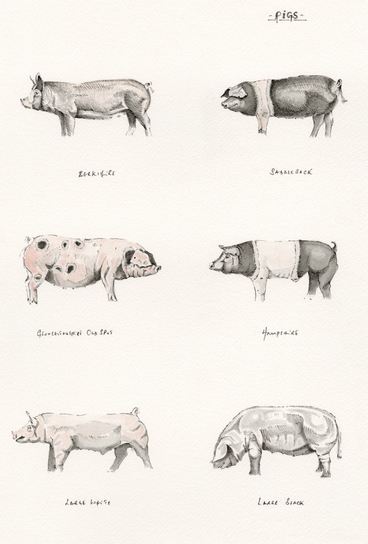 JRFArmstrong's tweet photo. Please share!
https://t.co/KttnOwRpRm #Pigs- Original sold but plenty of the Limited edition prints remain!
Please share! #pietrain #iberian #berkshire #saddleback #hampshire #duroc #middlewhite #largewhite #oxfordsandyblack #mangalitza #tamworth #potbellied #welsh #farming https://t.co/4rjTwhYYHj