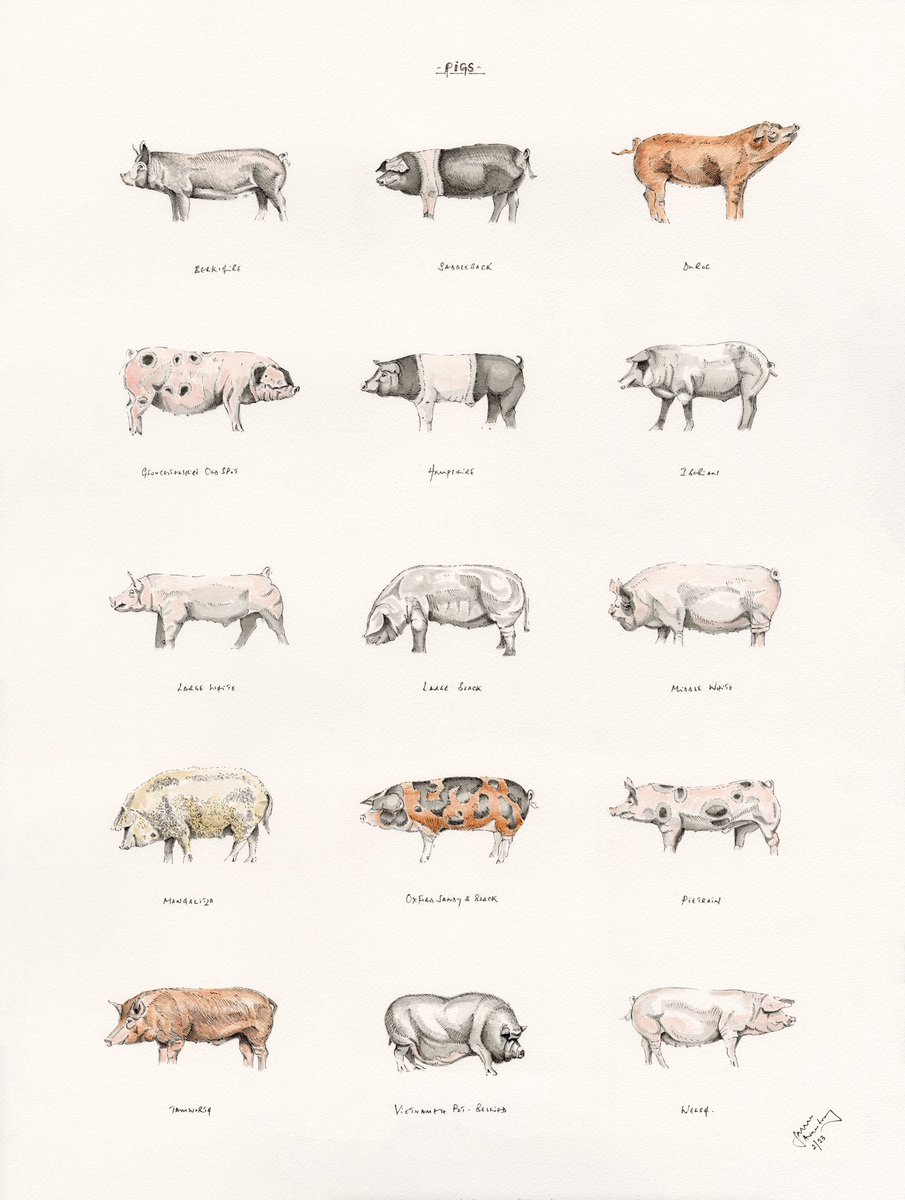 JRFArmstrong's tweet photo. Please share!
https://t.co/KttnOwRpRm #Pigs- Original sold but plenty of the Limited edition prints remain!
Please share! #pietrain #iberian #berkshire #saddleback #hampshire #duroc #middlewhite #largewhite #oxfordsandyblack #mangalitza #tamworth #potbellied #welsh #farming https://t.co/4rjTwhYYHj