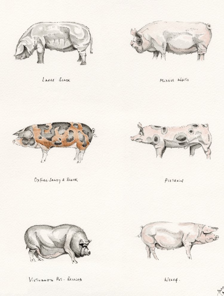JRFArmstrong's tweet photo. Please share!
https://t.co/KttnOwRpRm #Pigs- Original sold but plenty of the Limited edition prints remain!
Please share! #pietrain #iberian #berkshire #saddleback #hampshire #duroc #middlewhite #largewhite #oxfordsandyblack #mangalitza #tamworth #potbellied #welsh #farming https://t.co/4rjTwhYYHj