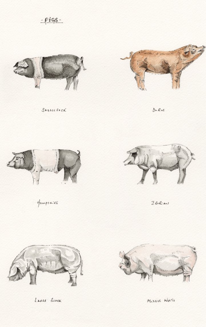 JRFArmstrong's tweet photo. Please share!
https://t.co/KttnOwRpRm #Pigs- Original sold but plenty of the Limited edition prints remain!
Please share! #pietrain #iberian #berkshire #saddleback #hampshire #duroc #middlewhite #largewhite #oxfordsandyblack #mangalitza #tamworth #potbellied #welsh #farming https://t.co/4rjTwhYYHj