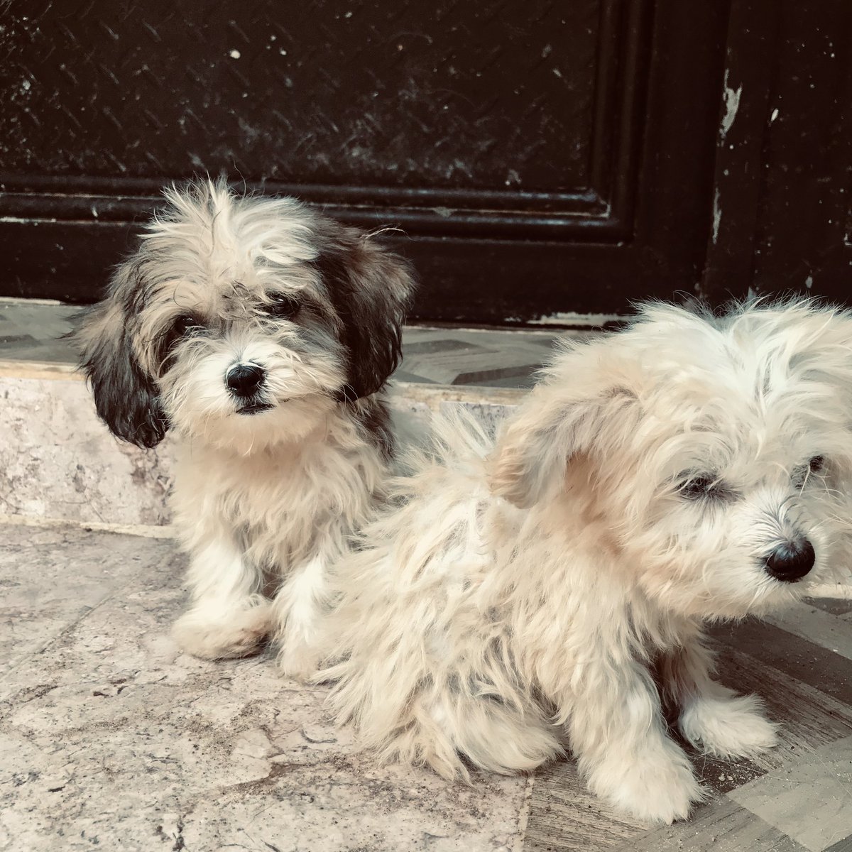 Prechy_Official's tweet photo. Come buy my Lhasa apso puppies o for Shikemi money
Female -55k
Male -50k
08063076307 call / WhatsApp #NoBraDay #Zino #ILEBAYEXAFCON #Jada #Telegram #Verydarkman #ObaSolomon #GazaEvacuation https://t.co/MkqzJTXcz9
