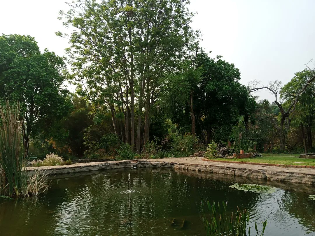 mwilaadventure's tweet photo. 📍Munda Wanga  Botanical Garden

#botany #botanicalgarden #arboretum #garden #trees #chilanga #zambia #ZambiaTourism  #afrika #fossilforest #mwabamwilaadventures https://t.co/AIpWYz25Hp