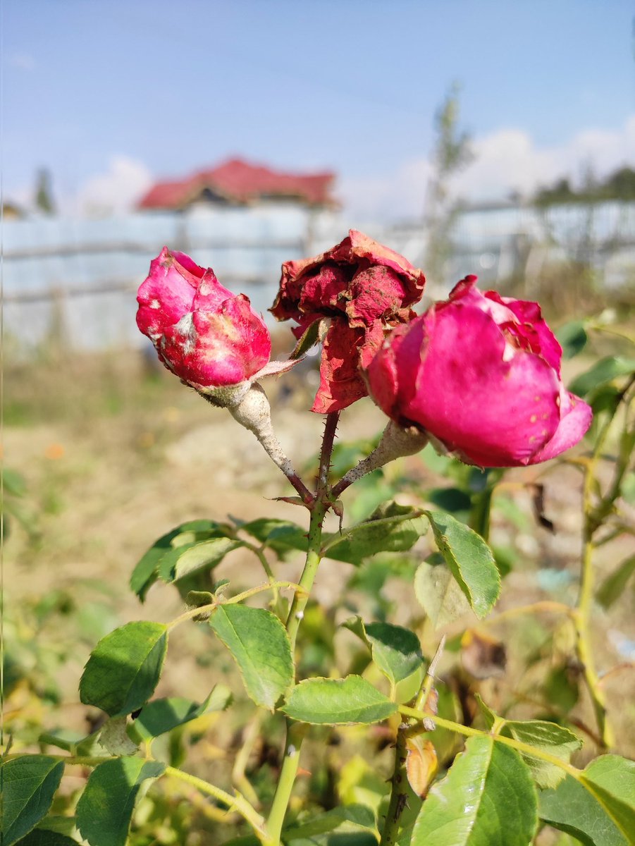 maqdamyasir's tweet photo. Witnessing the power of a 4-year-old mid-range phone's single lens with these incredible shots. Are the multiple mediocre lenses just a marketing gimmick? , questioning the necessity of mediocre 8MP ultrawide and 2MP macro/depth lenses.

#pixel8pro #iPhone15ProMax #poco https://t.co/KiOslW8rFd