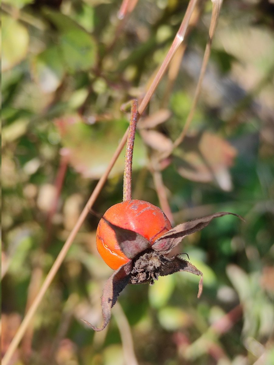 maqdamyasir's tweet photo. Witnessing the power of a 4-year-old mid-range phone's single lens with these incredible shots. Are the multiple mediocre lenses just a marketing gimmick? , questioning the necessity of mediocre 8MP ultrawide and 2MP macro/depth lenses.

#pixel8pro #iPhone15ProMax #poco https://t.co/KiOslW8rFd