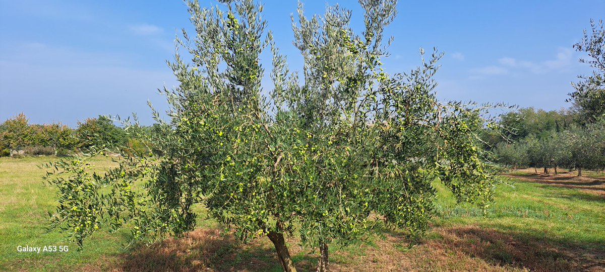 BiliniEvoo's tweet photo. Just a few more days... 🤗🫒👩‍🌾👨‍🌾
#oliveharvest2023 #opgrakovac #EVOO #Bilini https://t.co/Z0Hr28MG8i