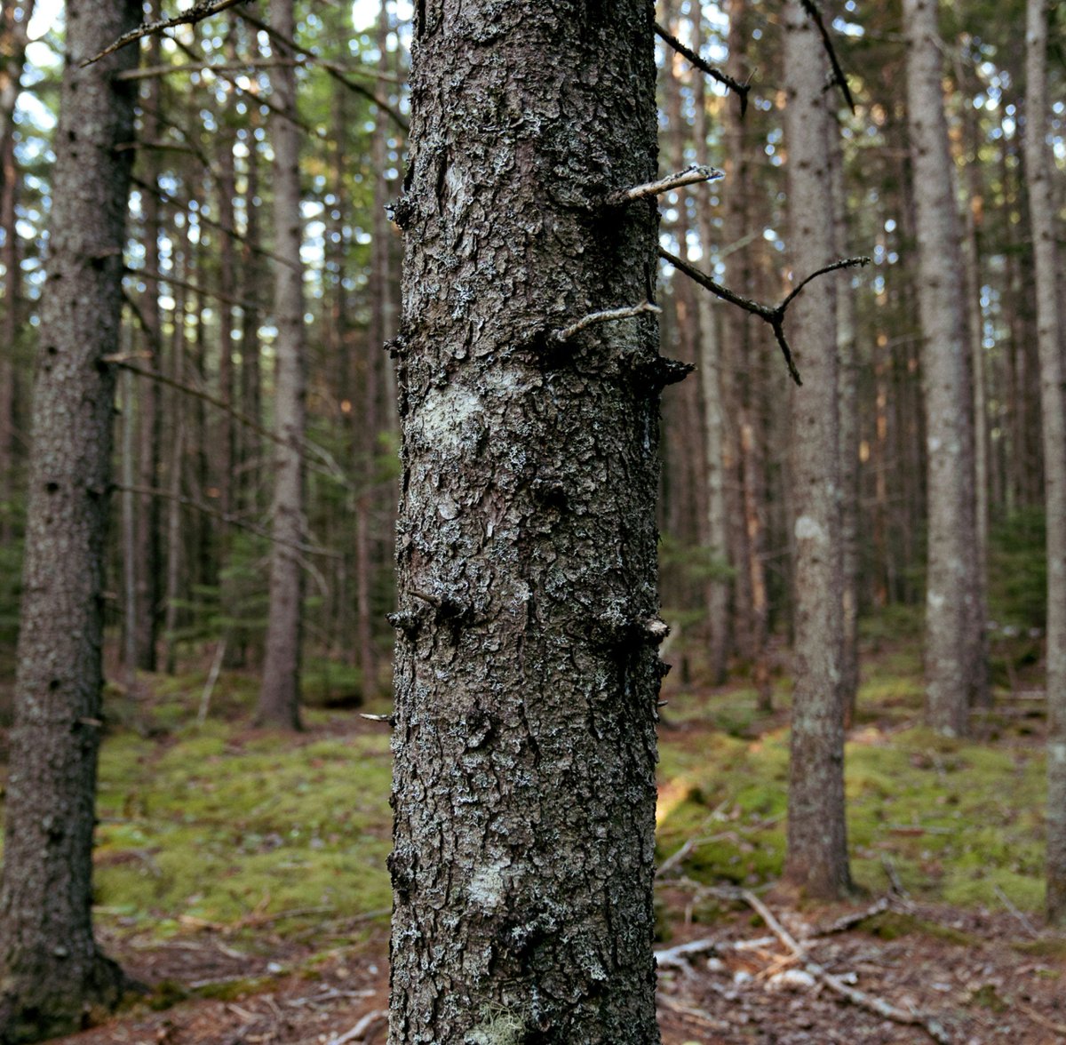 Emergence Magazine tweet media