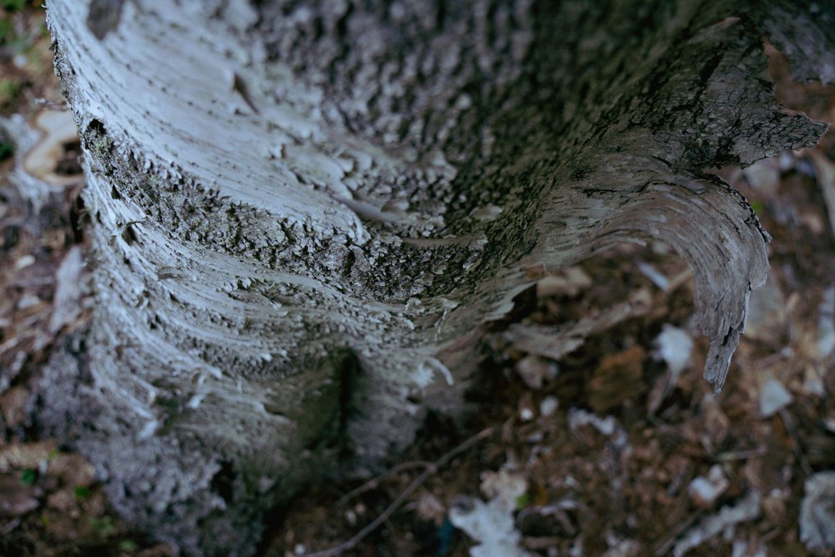 Emergence Magazine tweet media