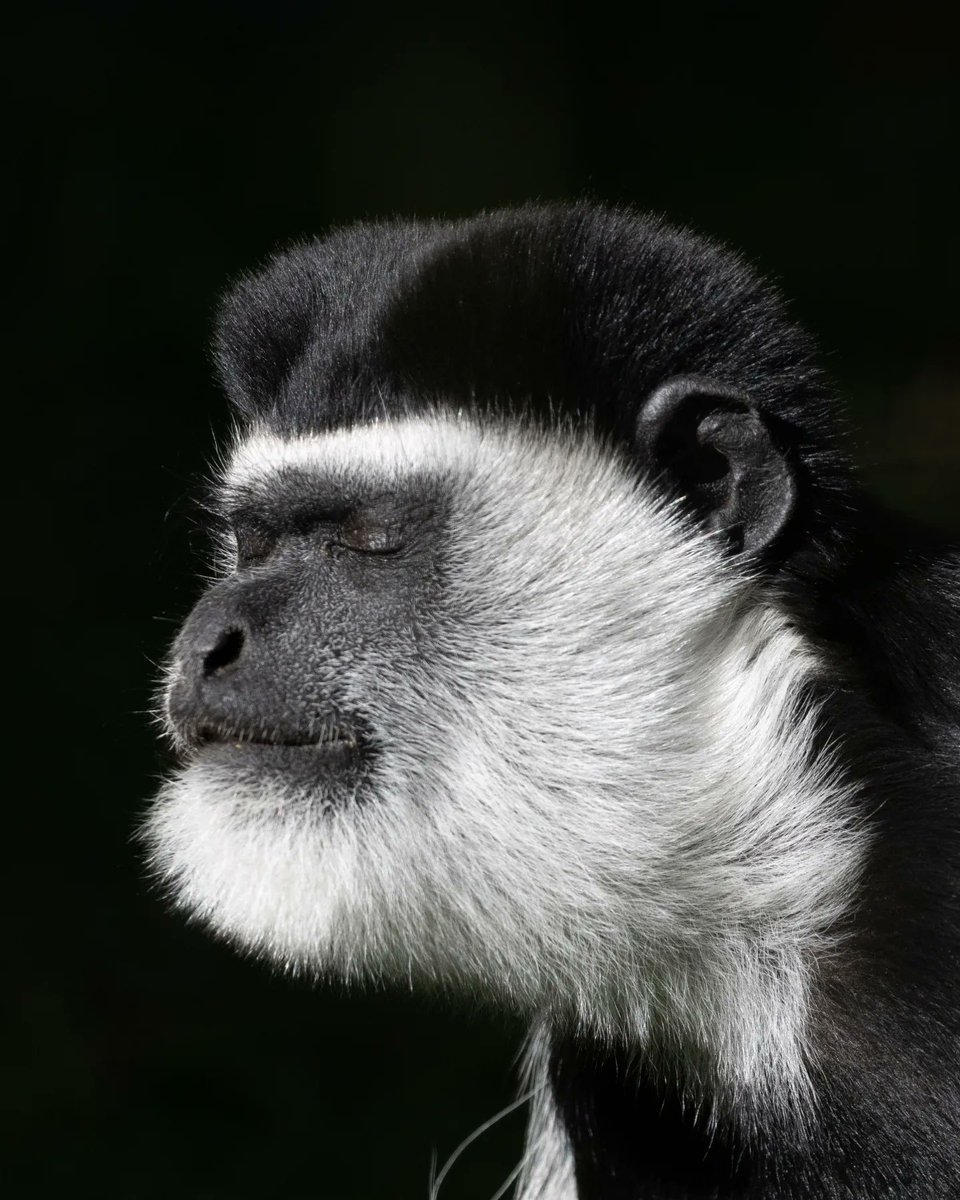 d3vlinUK's tweet photo. The face you make when you've spent nearly 4 hours taking photos (or just having a good poo) - more photos from @CotsWildTweets on Instagram (same username) https://t.co/F3ujB4E2HB
