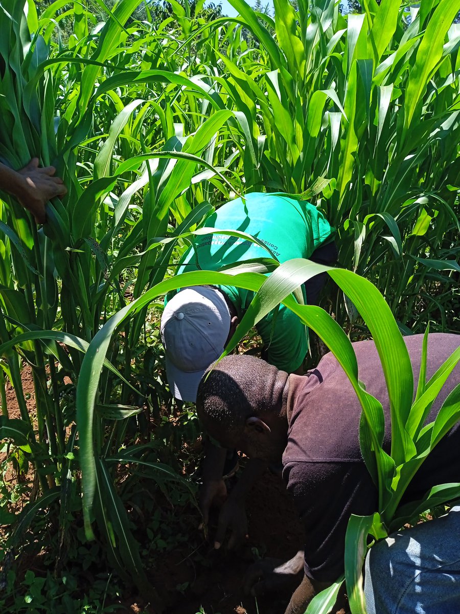MazingiraHub's tweet photo. Our future is the next agenda now, future generations is the way of life. We are dedicated to make the environment a better place for us and in time to come by practicing agroforestry using indigenous trees. https://t.co/dSwTO9SjNK
