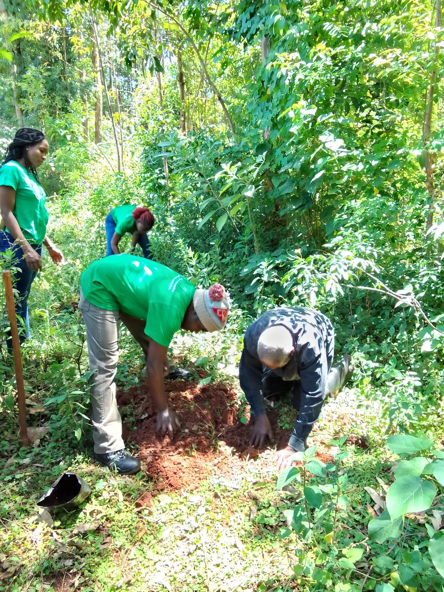 MazingiraHub's tweet photo. Our future is the next agenda now, future generations is the way of life. We are dedicated to make the environment a better place for us and in time to come by practicing agroforestry using indigenous trees. https://t.co/dSwTO9SjNK