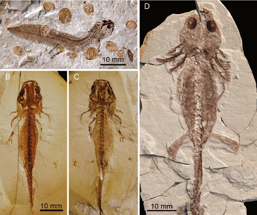 Pteroterror's tweet photo. Today might I treat you to exceptionally well preserved salamanders/axolotls from Middle Jurassic of China! Look inside the hundred million (+) year old eyes! 🐸 https://t.co/Yfy4OYw1M9