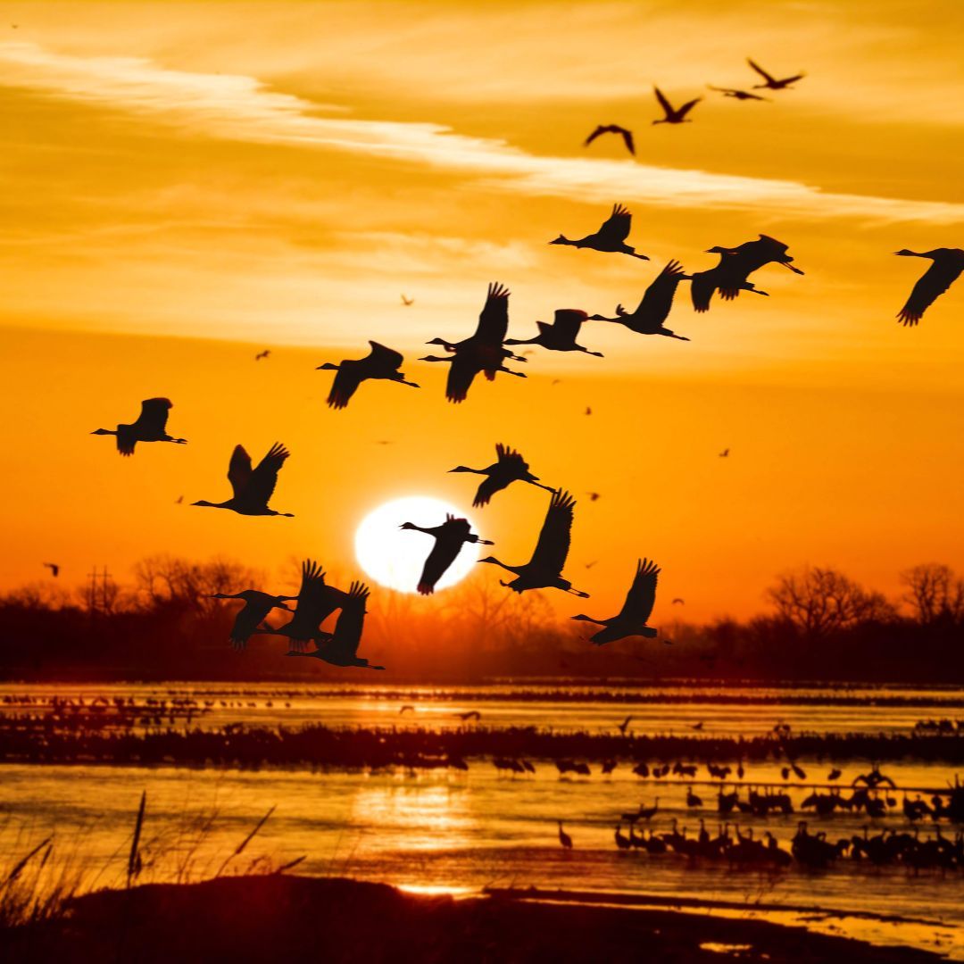 Some eye candy for your feed. Come see our latest film, Wings Over Water, and immerse yourself in the homes of all kinds of #animals who call the #wetlands their home. This #film leaves next month, see it in our Subaru Giant Screen Experience before it flies away.