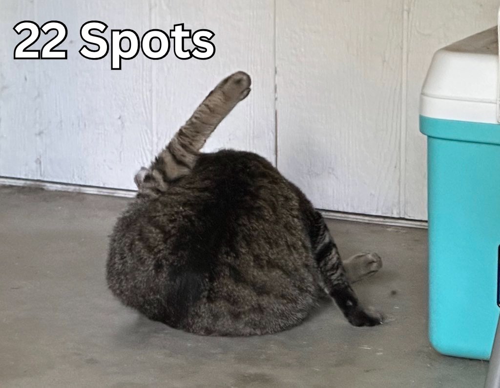 SoftSide1's tweet photo. #8 Spacey (@ZombieFan99) and #22 Spots (@StrayLiotta) are going head to… leg? battling for the last spot in the #ChonkyCatWeek Well-Fed Four! Can this toy-loving tortie hold her own against the Hamsness Hurricane? You decide! #TeamSpacey or #TeamSpots? VOTE! (By 8pm tonight!). https://t.co/lohe069WOX
