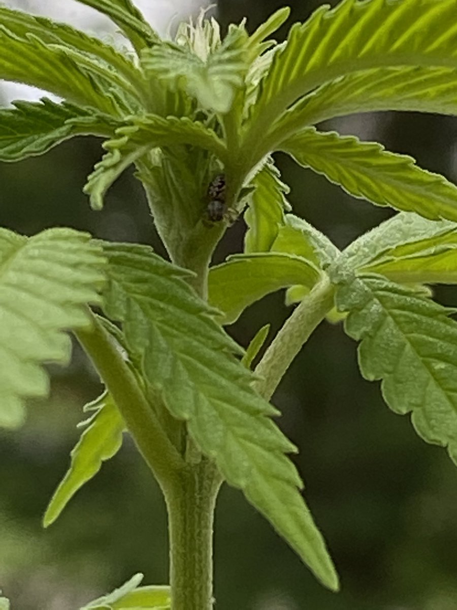 I have so many, most of my pictures are not of myself. 1) 1-2 day old robins. 2) male & female deer mouse (trapped & released!) 3) came around the corner on the highway & saw this 4) jumping spider on little weed plant