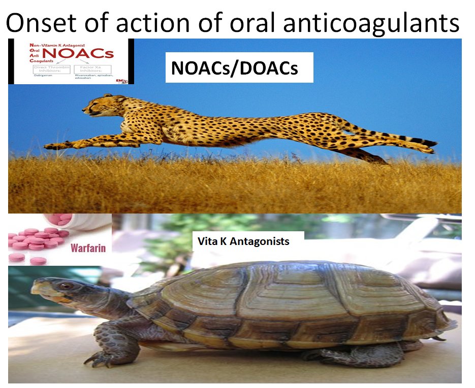 IhabFathiSulima's tweet image. #WARFARIN   vs   #NOACs.