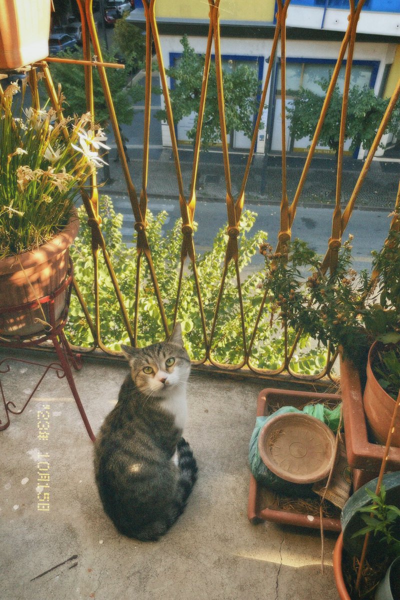 magicasimm's tweet photo. Gatto gatto gatto https://t.co/H7dPPCA9Lg