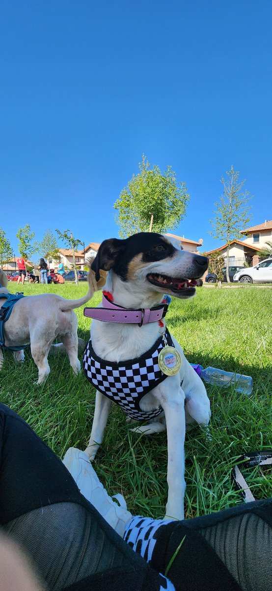 belen9533's tweet photo. #Alerta Corrida Canina 2k Machali Sexta Region 🏁 https://t.co/2qVF9xeisX
