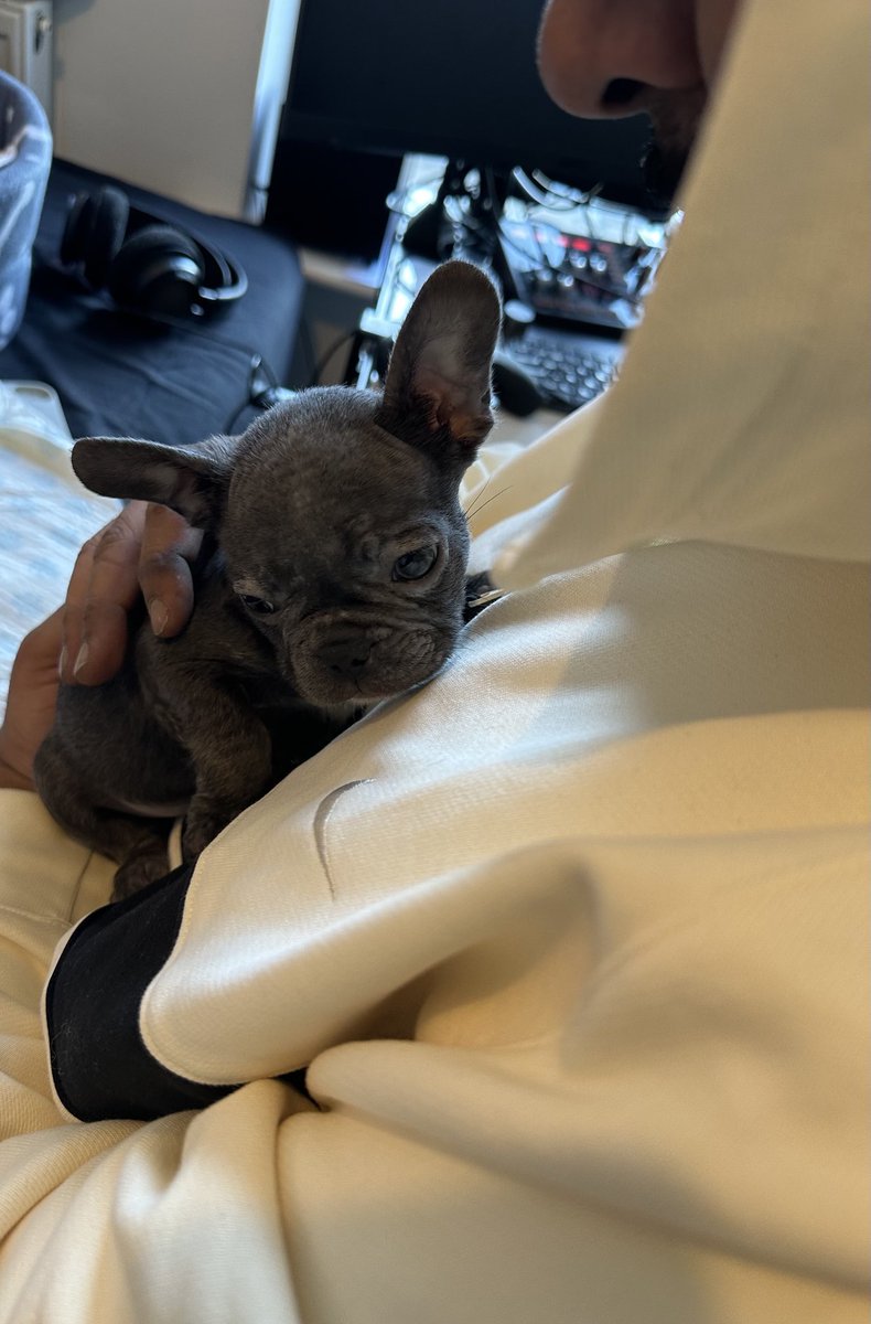 ReallyBwo's tweet photo. Meet Hachi!!! My new pet dog.. he’s already 💩 on my bed but that’s okay I’m not even mad 🥰 he’s adorable ☺️ https://t.co/8E5BAVrlo5