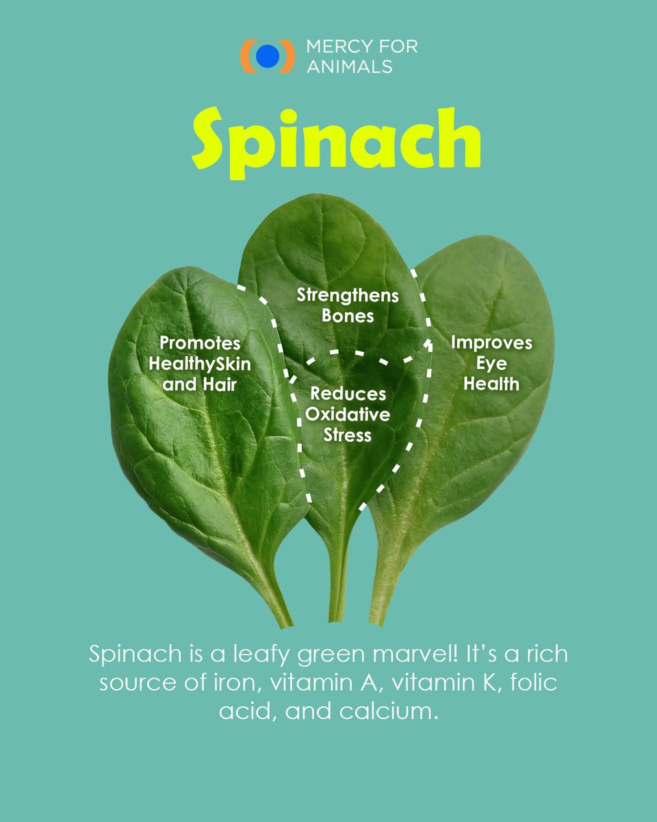 MFA_India's tweet image. 🥬 Dive into the leafy goodness of spinach and fortify your health!

#VeggieBenefits #HealthyEating #SpinachStrength