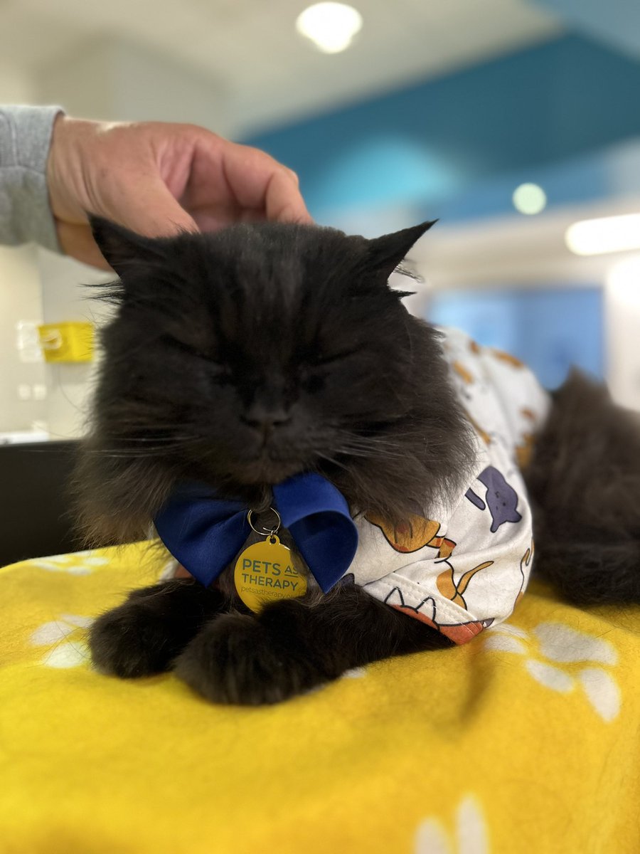 meow_london's tweet photo. Ameowsing Sunday sharing cat joy with my friends @RoyalLondonHosp πΊ
Iβm a registered πββ¬ with @PetsAsTherapyUK and I team up with @NHSBartsHealth & @BartsVolunteers
#cat #therapycat #volunteering #kindness #catjoy #catlove #petsastherapy #sunday https://t.co/O1dzX0LMnl