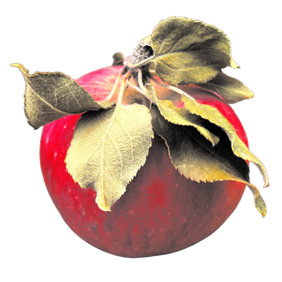 gm from this apple, which is very real