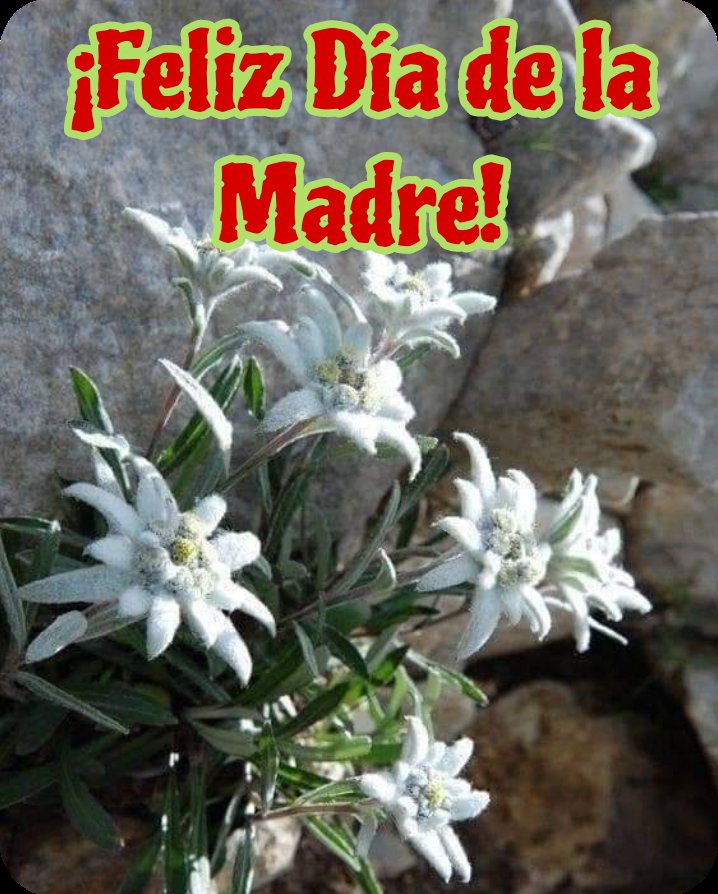 Un mazzolin di stelle alpine per tutte le mamme del gruppo.