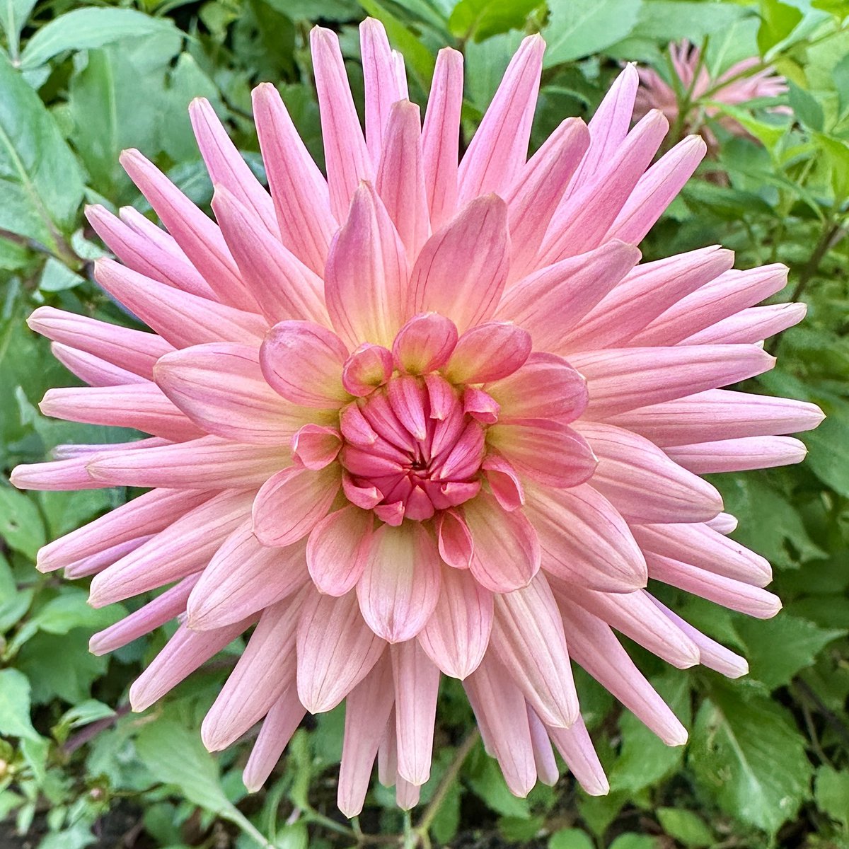 Can’t help but love this one 🩷Dahlia Preference 🌸#Flowers #Dahlialove #Gardening