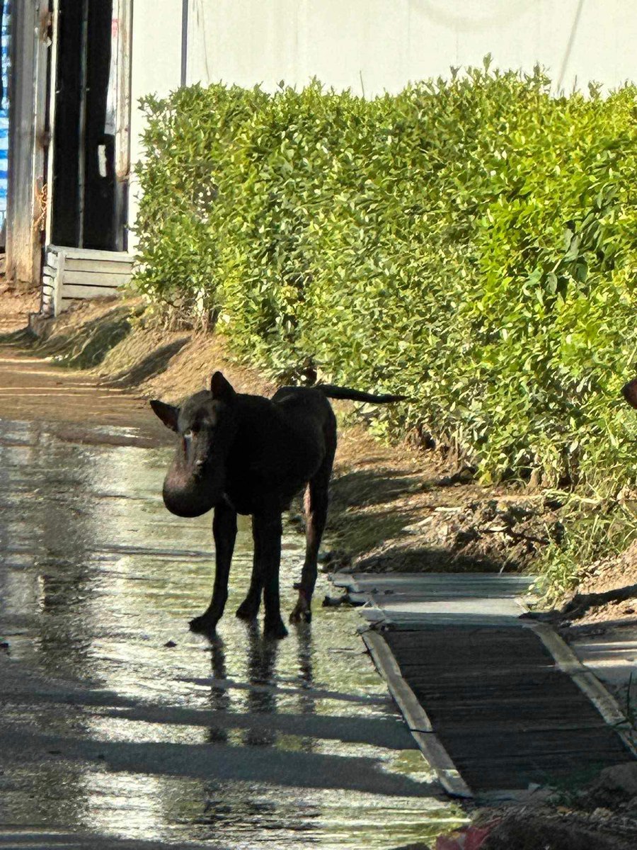 NiallHarbison's tweet image. Often a rescue will start with a picture someone sends me. Like this guy here. 

Was a bit of manic day but I knew I had to drop everything when I saw it.

A thread on hopefully saving his life and how he helped saved 20-30 other lives himself… 1/ 🧵