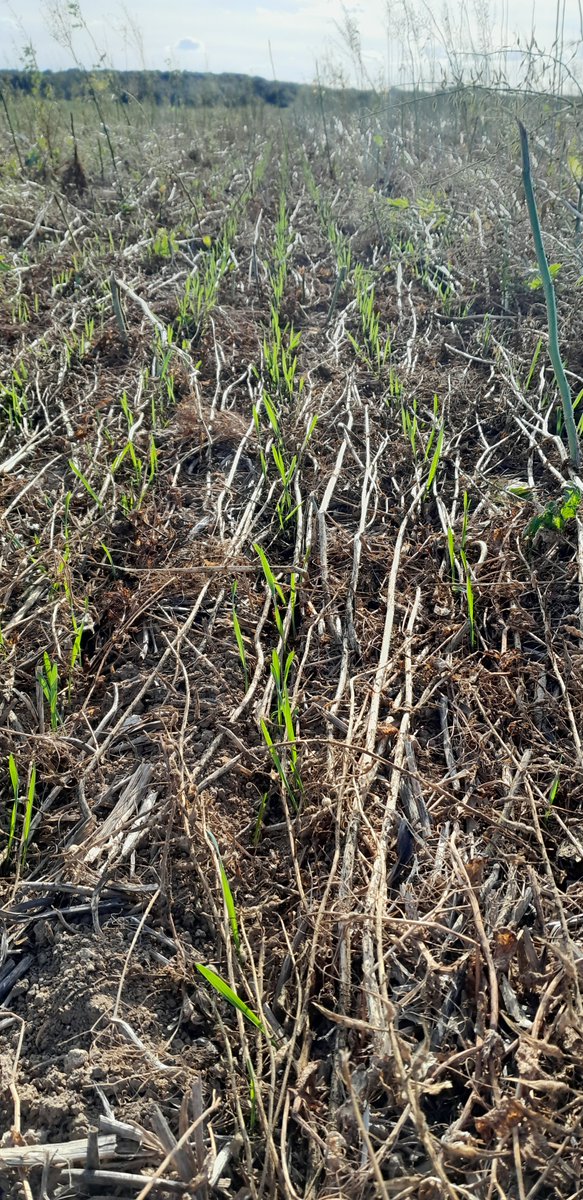 HubertLecat's tweet photo. 11 jours entre ces deux clichés 🌾👍 chacun son agriculture mais sans le glyphosate notre système va être en difficulté #stockage carbone pour la 🌍 @ServtecPvNORIA @noriapcoop @GuyotVincent02  @sol https://t.co/pkGj7JouNE